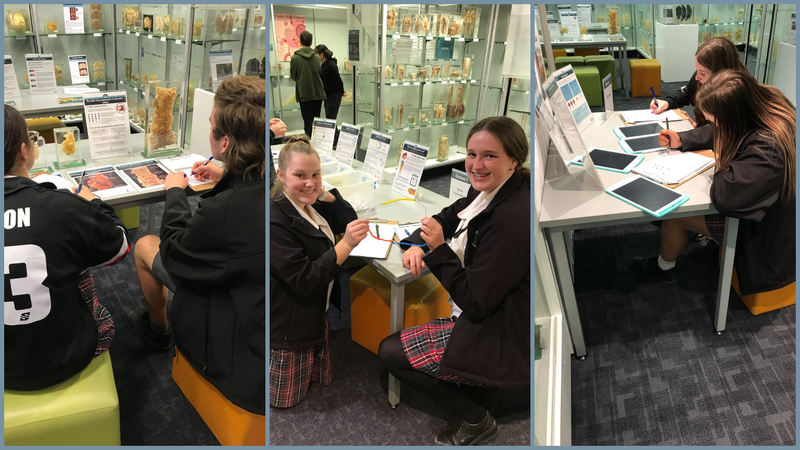 Year 12 Bio's Infectiously Informative Trip To The Museum Of Human Disease