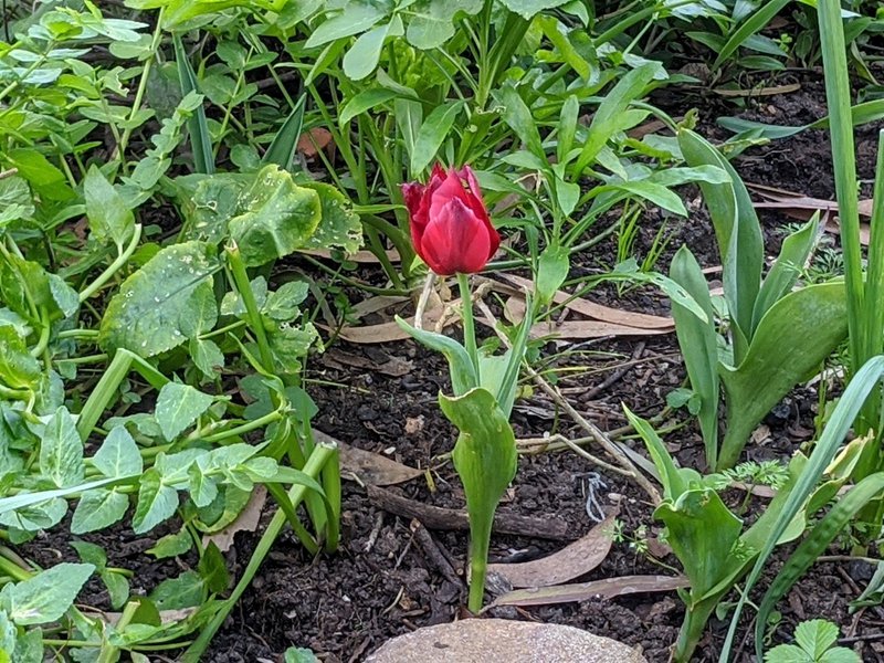 Spring has sprung at Castlecrag