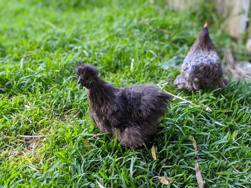 Who is looking after the chickens?