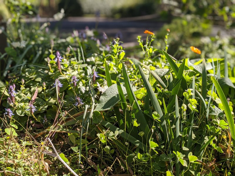 Teas from the garden at Castlecrag