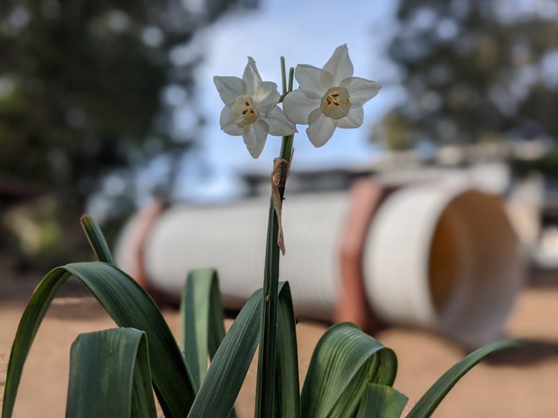 Spring is Coming to Castlecrag