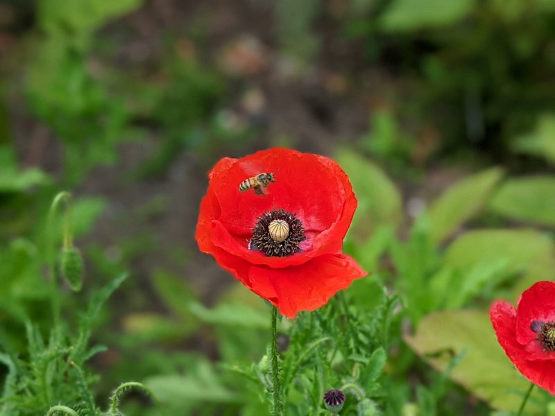 Poppies at Castlecrag