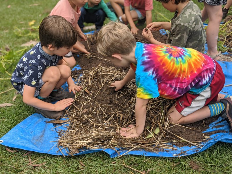 Kindergartens harvest their potatoes