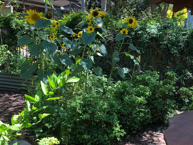 Happy sunflowers bring joy to our Preschoolers