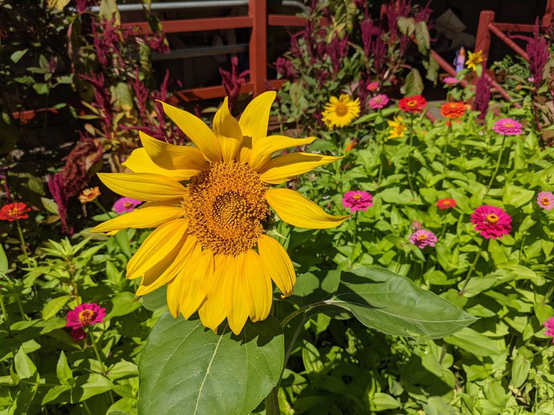 Autumn's arrival at Castlecrag