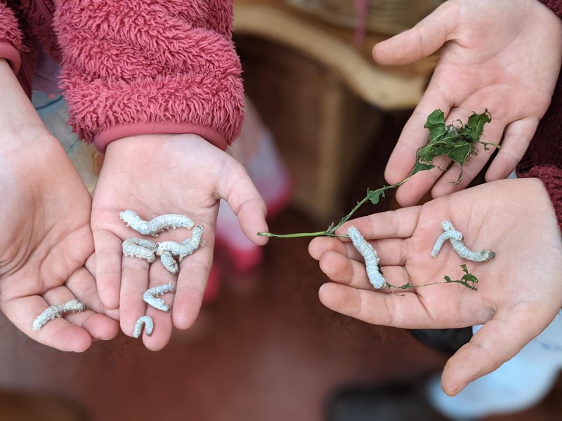 Silkworms  - the daily wriggle in Reception