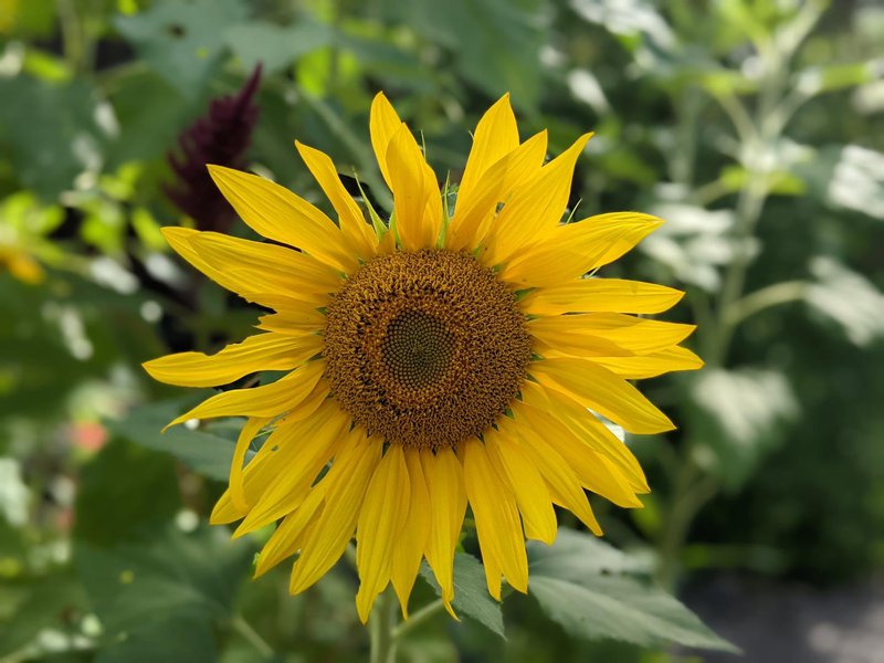 Bursts of Colour at Castlecrag