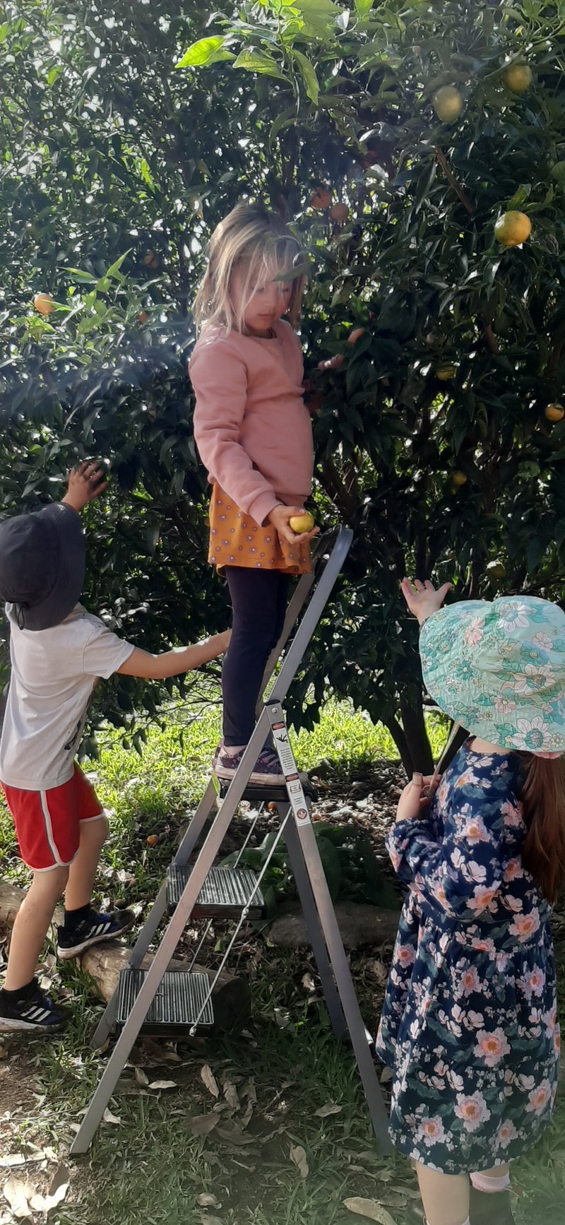 Kindergarten Mandarins and Winter fires