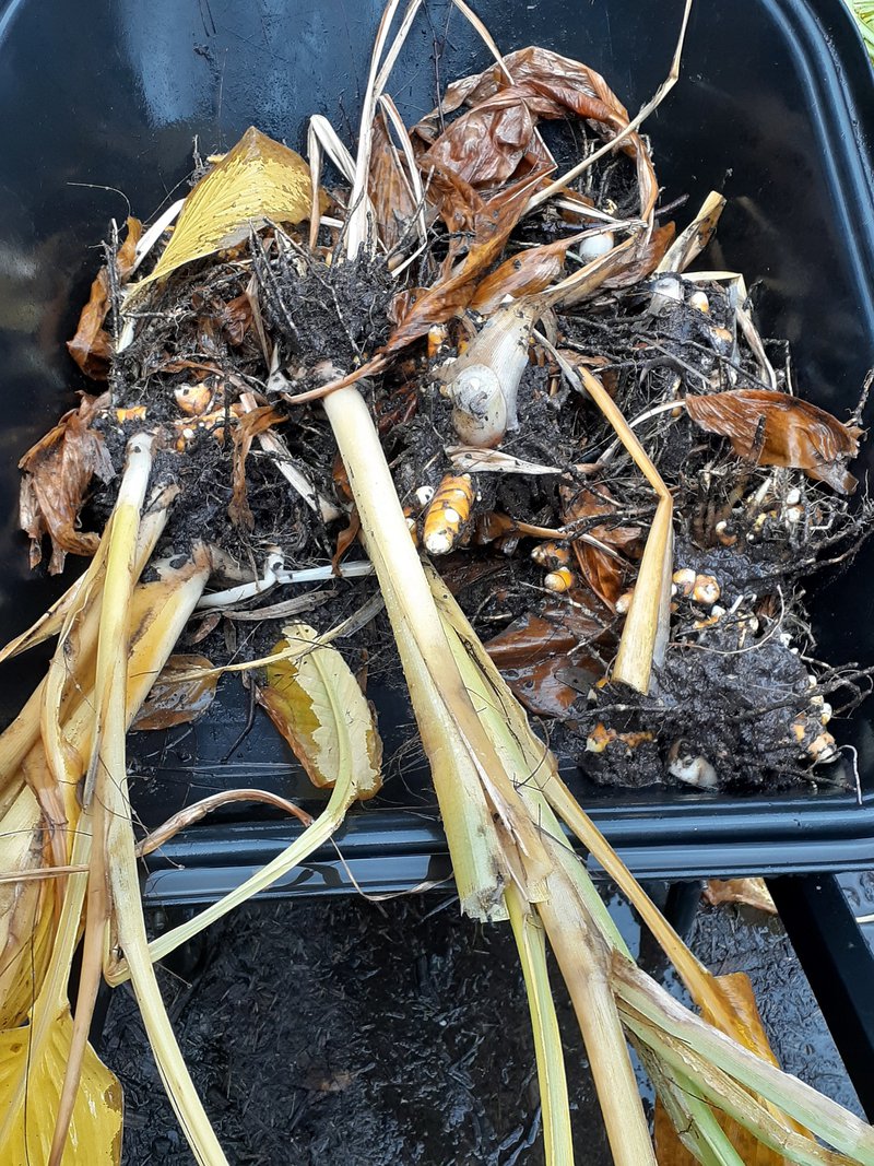 Tumeric Project Update