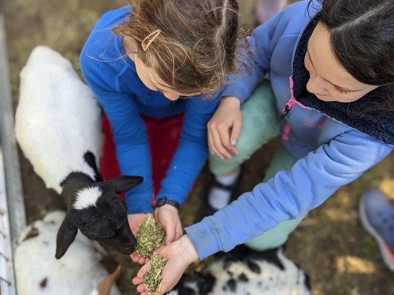 A little farm at Castlecrag