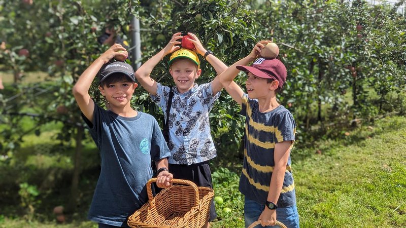 Class 4 Apple Picking