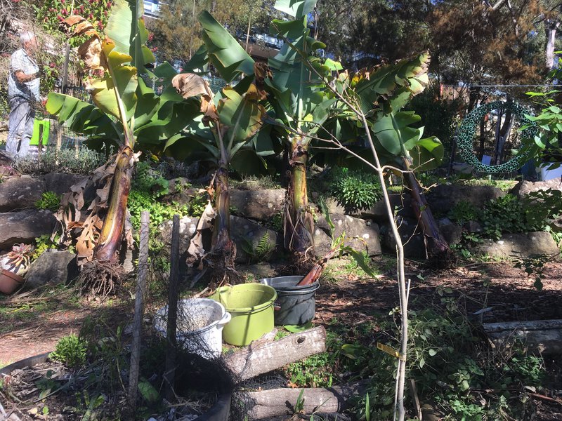 Bananas and asparagus  are the new flavours in the garden