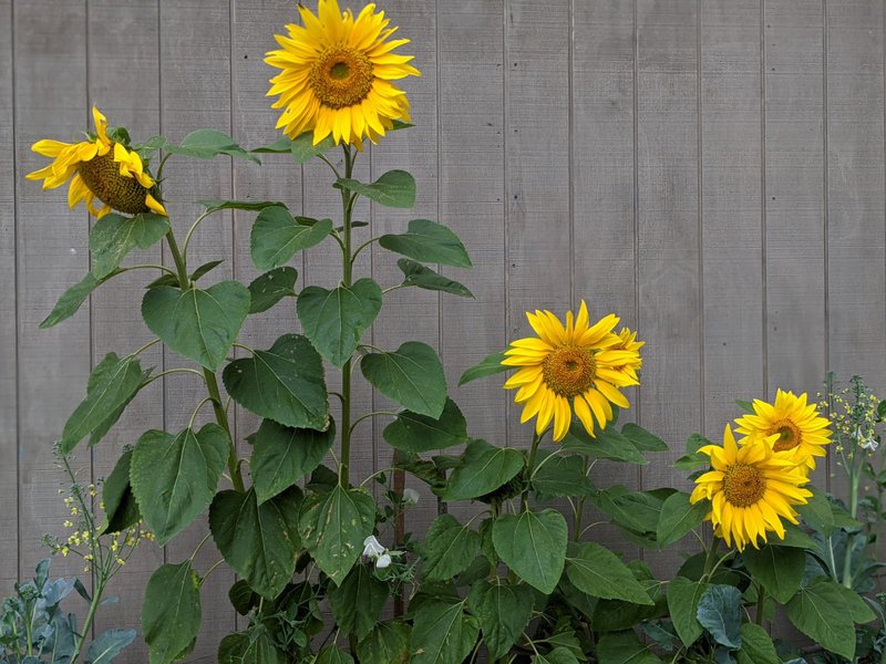The Science of Sunflowers - Class 1