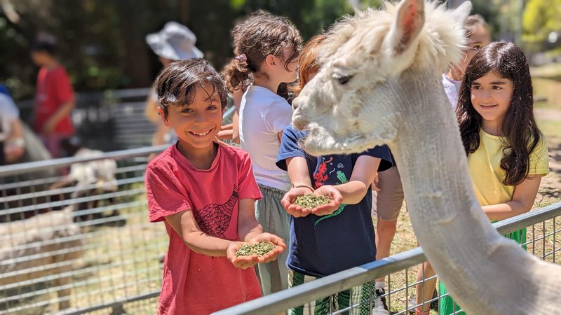 Farm animals visit Castlecrag
