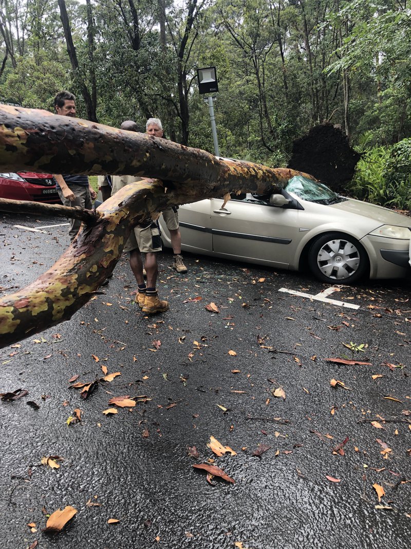 Carols and Shepherds and More