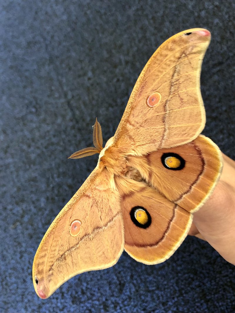 Moth joins German Class