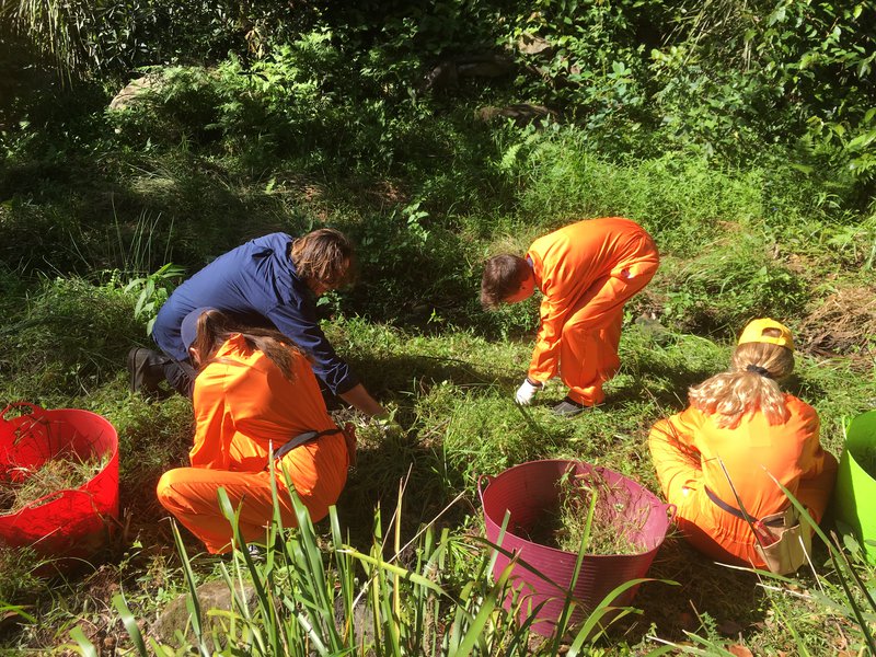 Bush Regeneration project, a Natural Progression