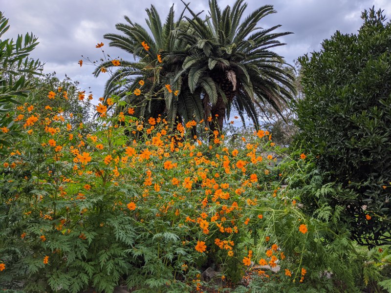 A celebration of colour at Castlecrag