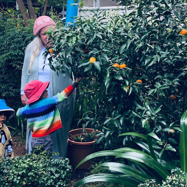 Preschoolers enjoy Ripe Golden Mandarins