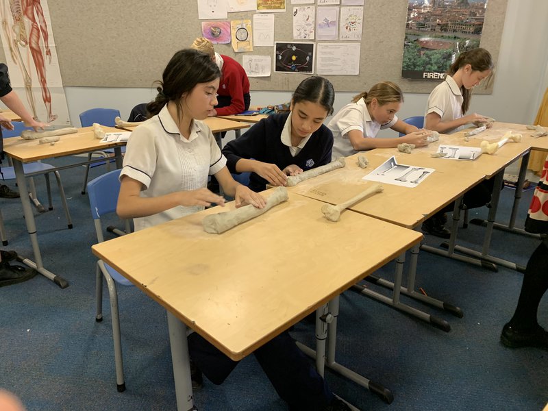 Yr 8 Get Creative with Anatomy Main Lesson