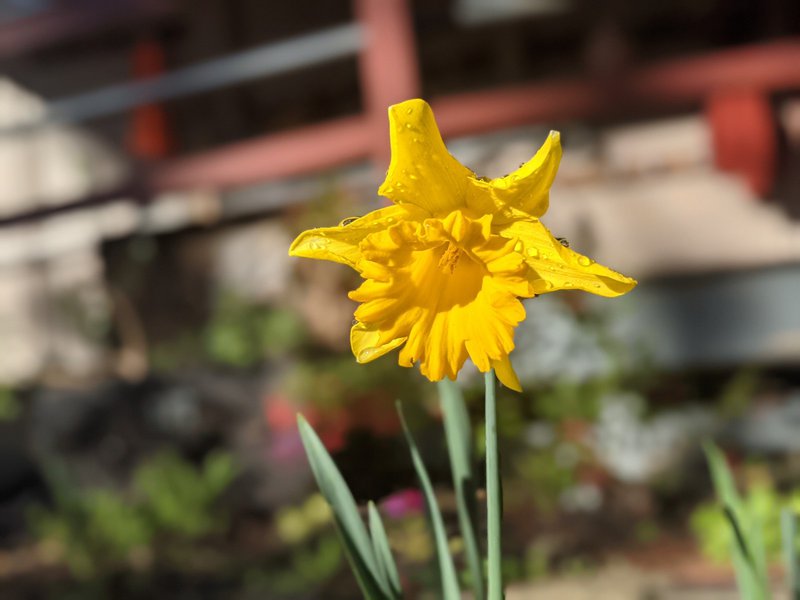 Spring has sprung early at Castlecrag!