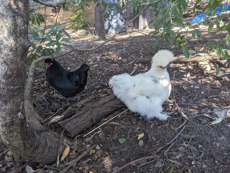 Chickens enjoying the playground at Castlecrag