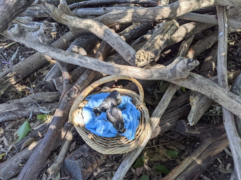 Baby Butcher Birds at Castlecrag