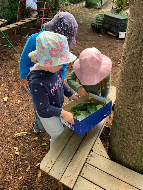 Silkworms at Preschool