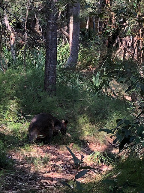 Resident Wallaby