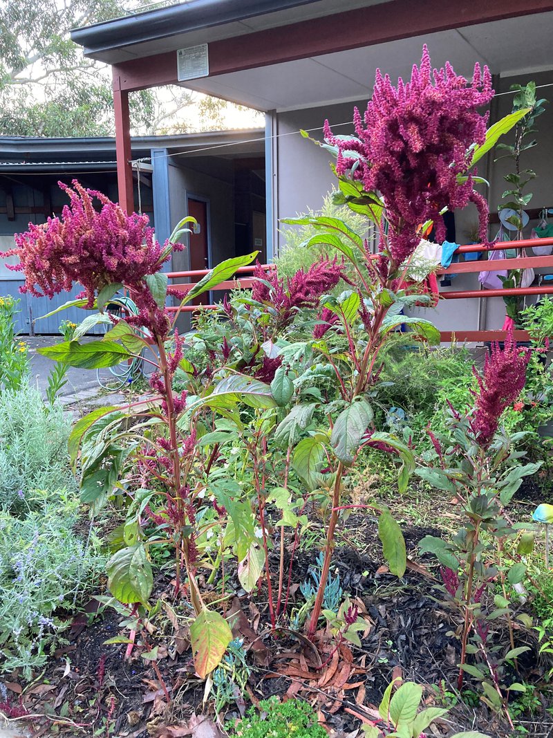 Class 5 Amaranth Leaves Fritters Recipe