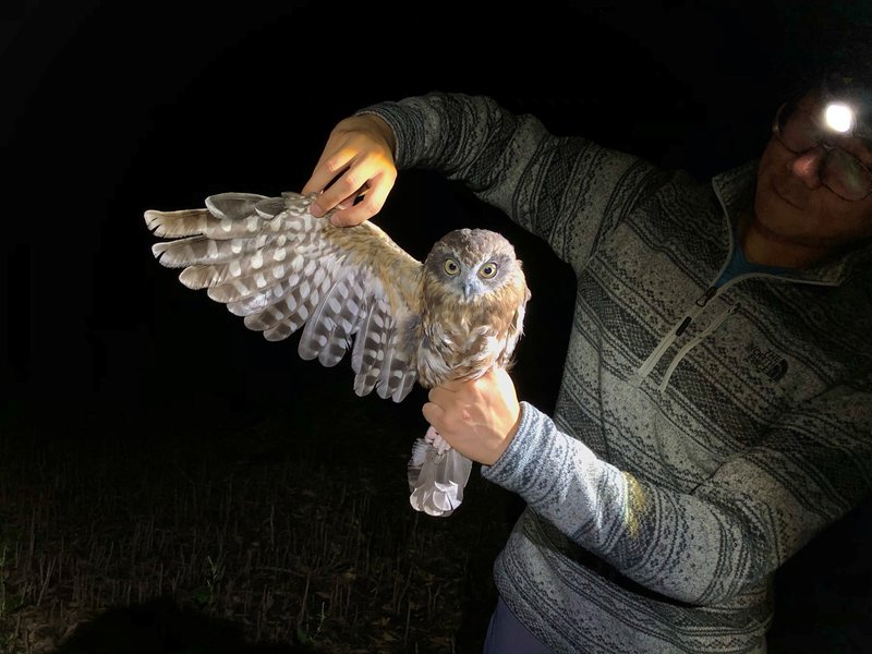 Stanley owling around campus