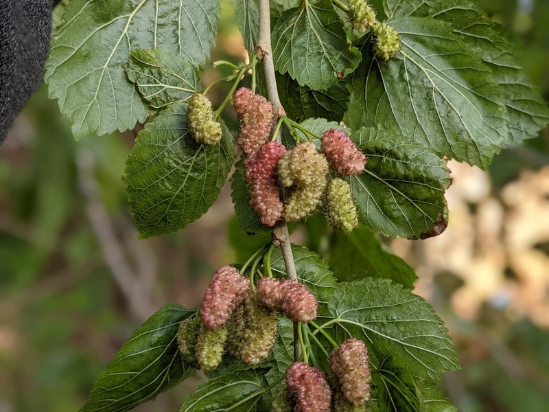Spring buds, berries and babies at Castlecrag