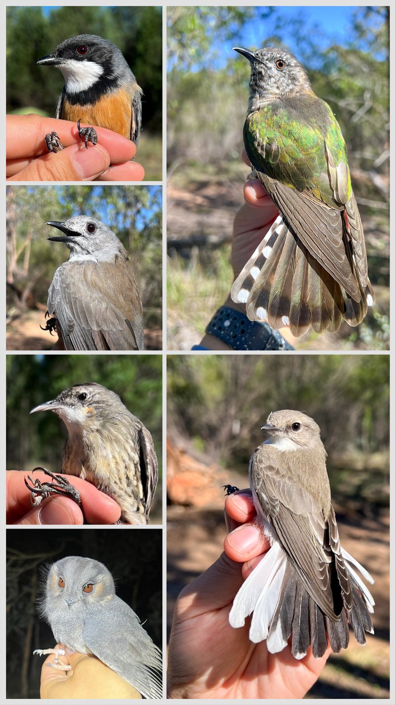 Birds, Banding, and the Bush: Our First Trip to the Warrumbungles!