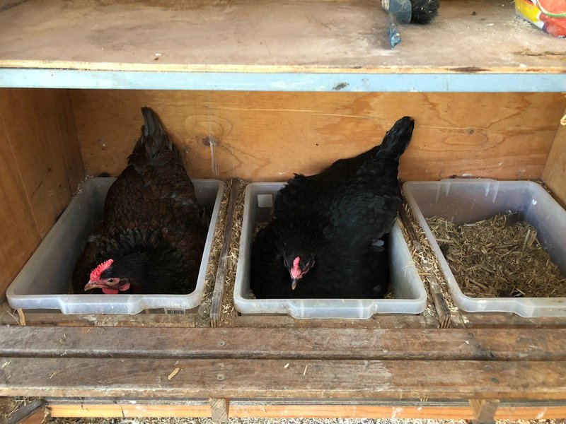 Thanks to our Chicken Carers