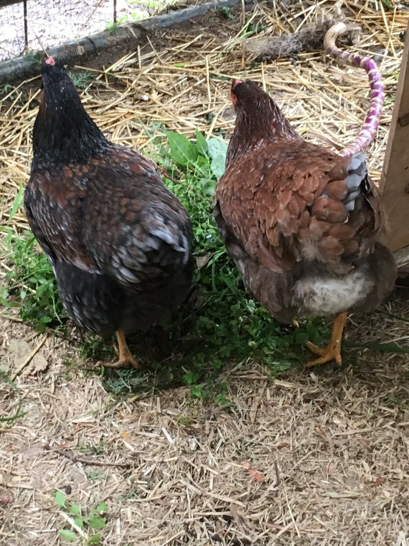 Thanks to our Chicken Carers