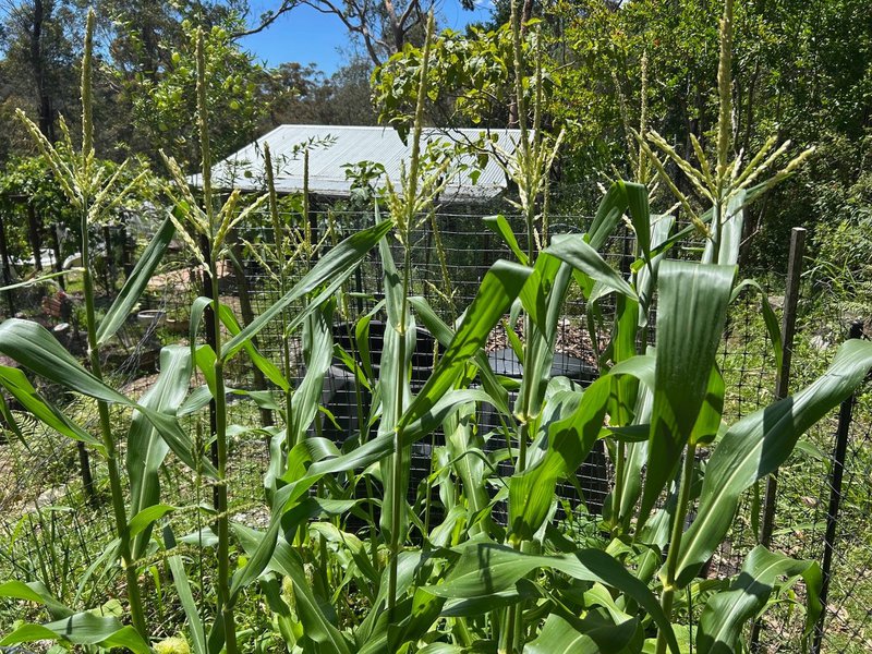 Our Middle Cove Biodynamic Garden Shines