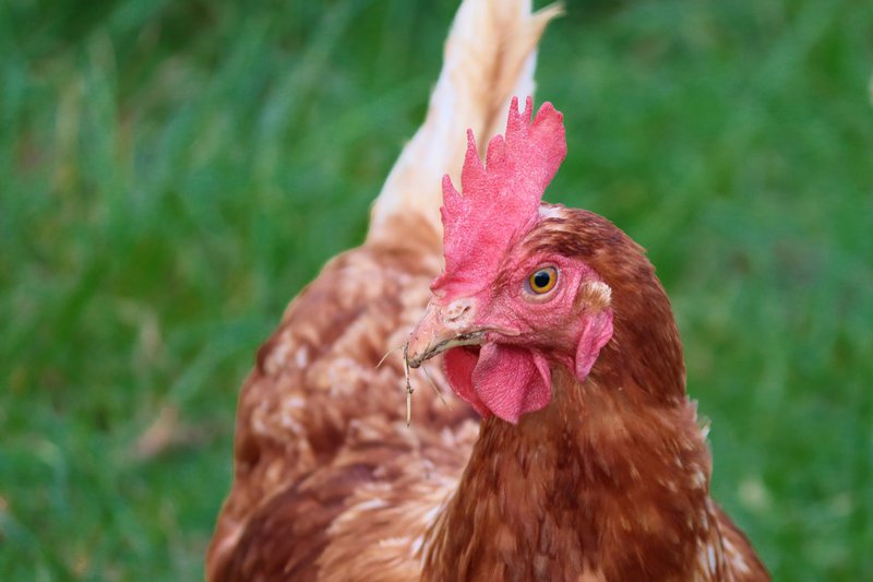 Sign up to be a chicken carer