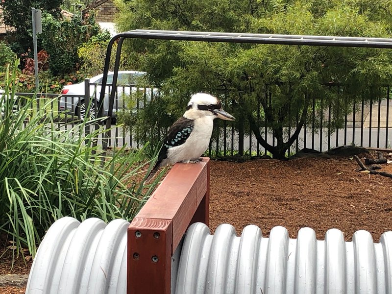 Friendly Kookaburra visits Castlecrag