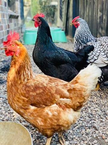 Thank you to our chicken carers