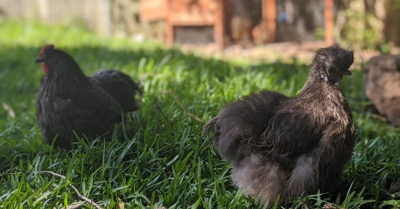 Chicken carers needed for Castlecrag chooks over the holidays