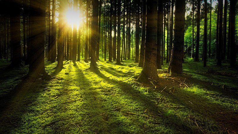 Forest bathing for staff wellbeing