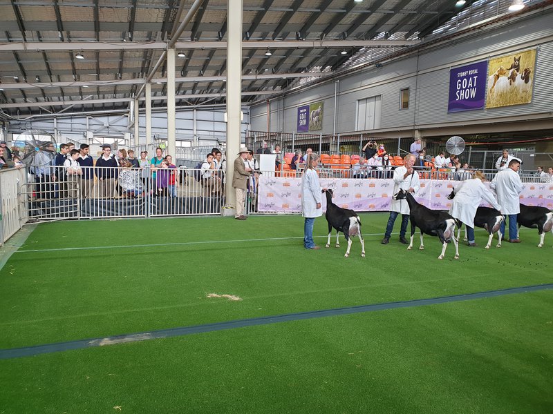 Year 9 & 10 Agriculture Easter Show Excursion