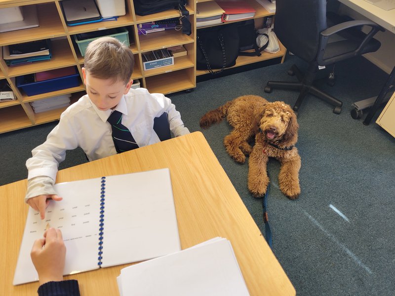 Wollemi's latest furry edition - Bailey!